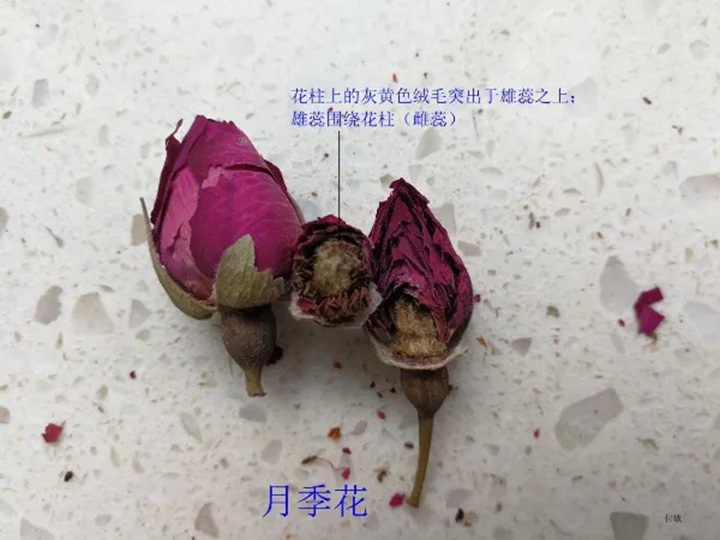 月季花和玫瑰花的区别在哪里