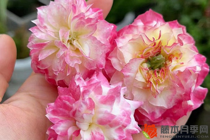 月季花为何是丧命花