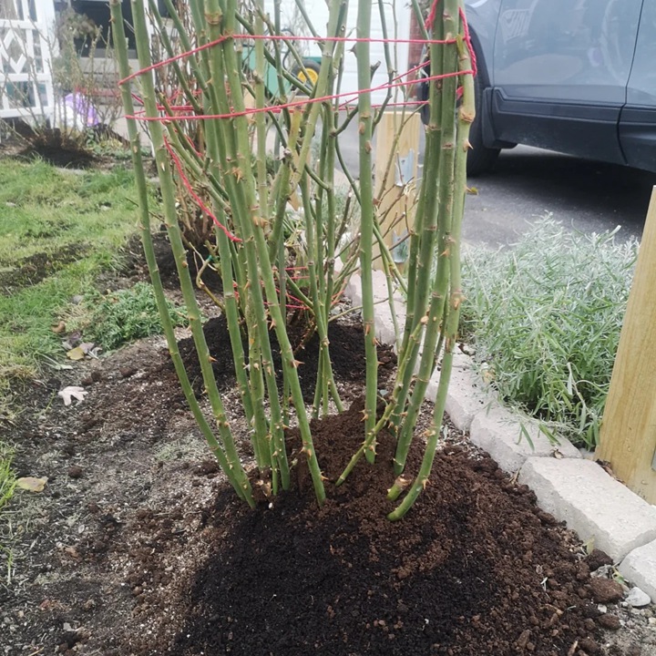 月季花如何过冬