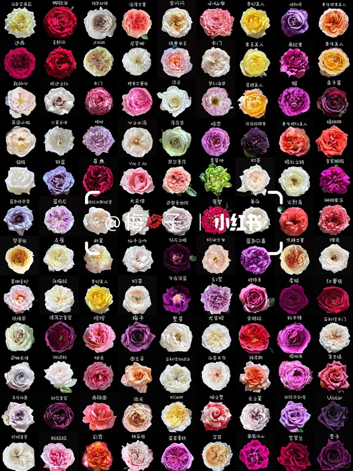 月季花有多少种颜色