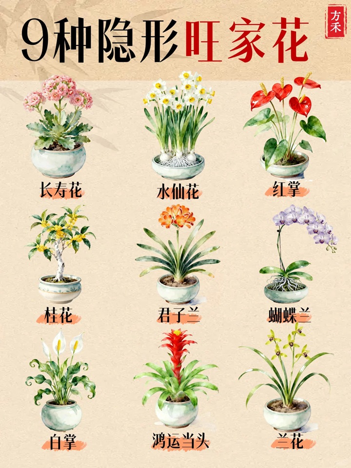 9种隐形旺家花