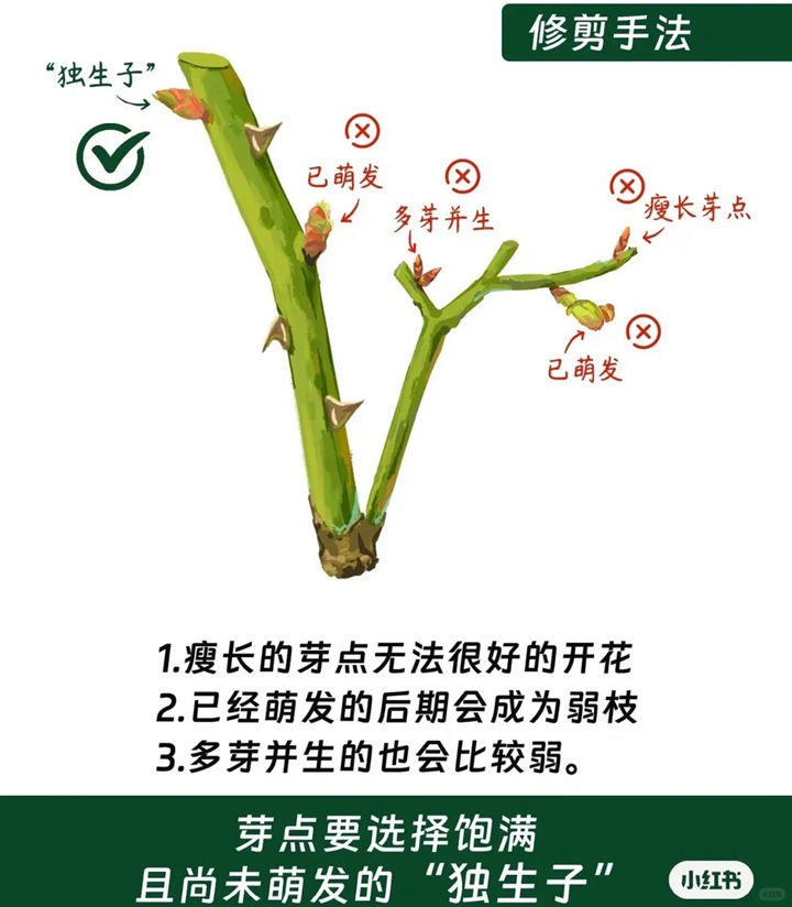 月季花修剪方法图解