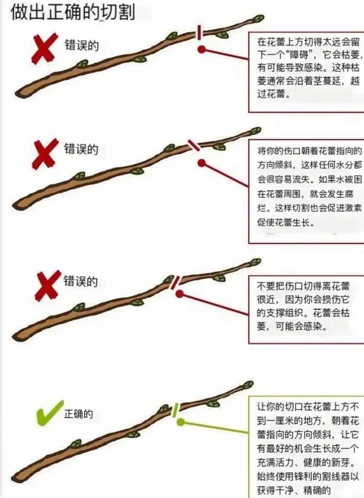 月季花修剪方法图解