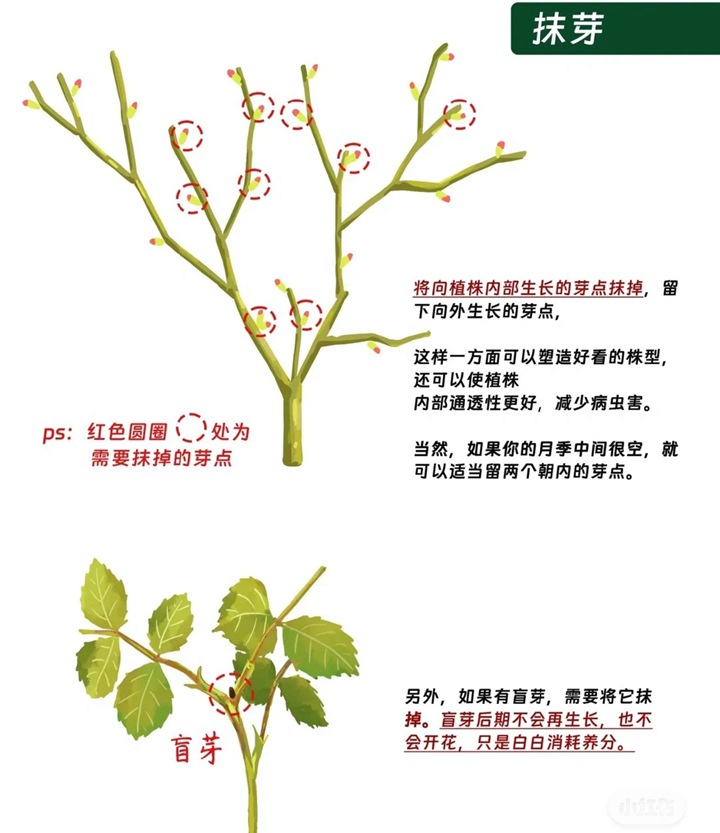月季花修剪方法图解
