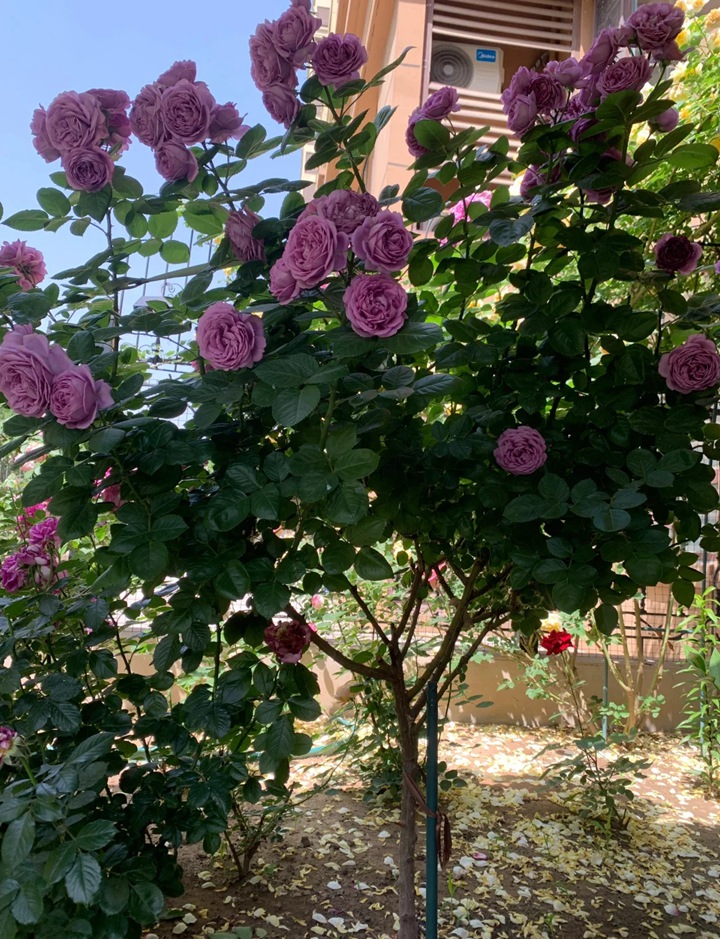 月季怎么养成月季树