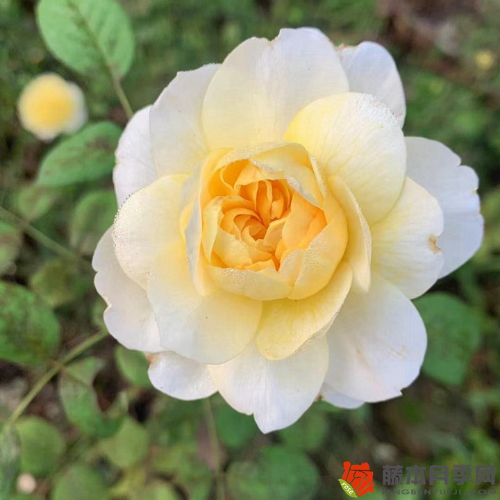 1766460110276205.jpg 月季花一共有多少个品种