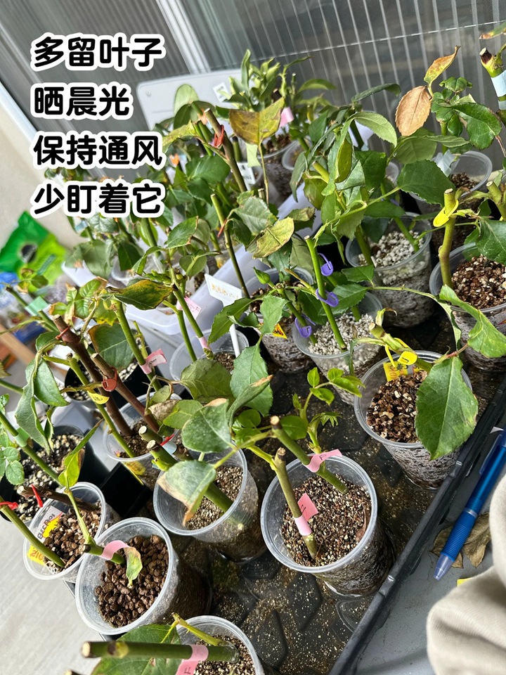 月季花扦插最易活的方法