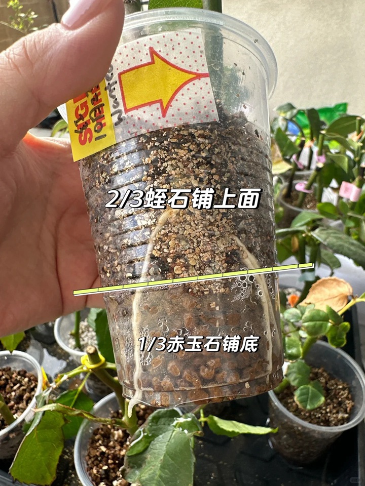 月季花扦插最易活的方法