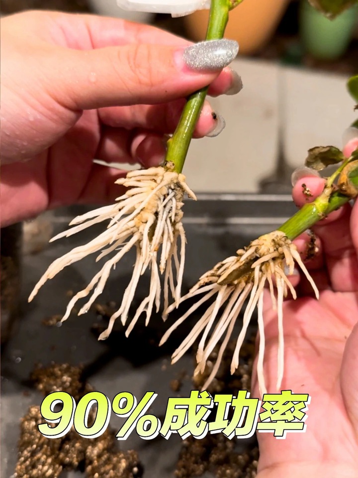 月季花扦插最易活的方法