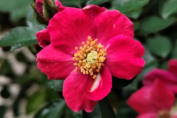 1766546071749860.jpg 月季花的花蕊是什么颜色