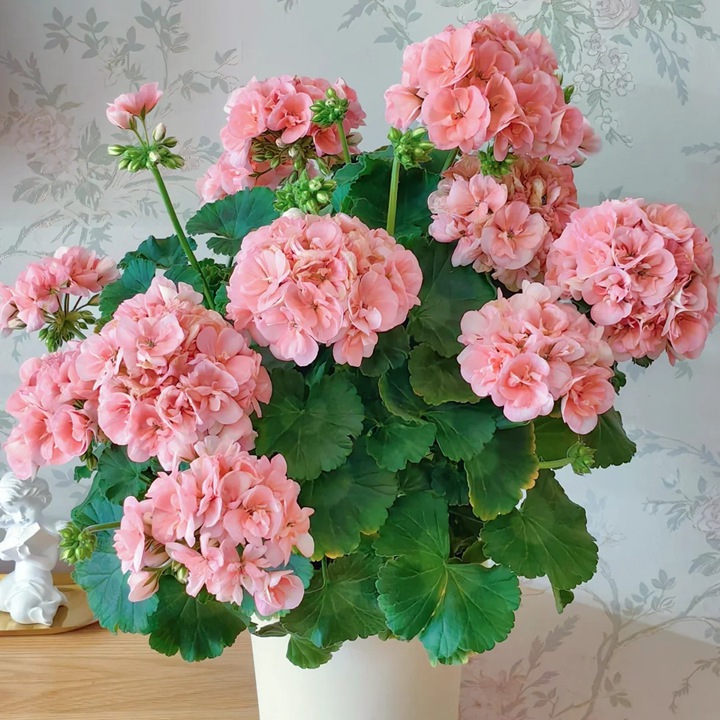 10种公认阳台最好养的花