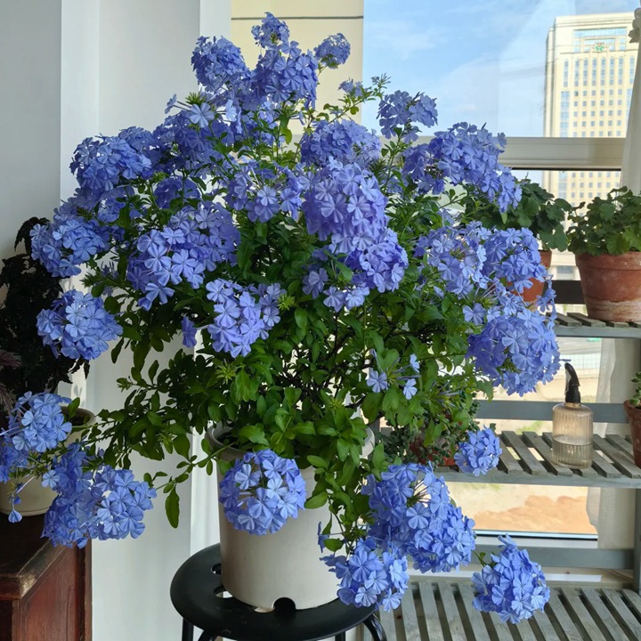 10种公认阳台最好养的花