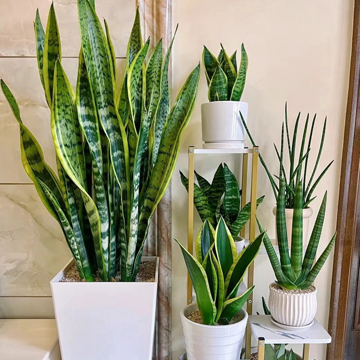 10种公认阳台最好养的花