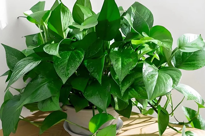 10种公认阳台最好养的花