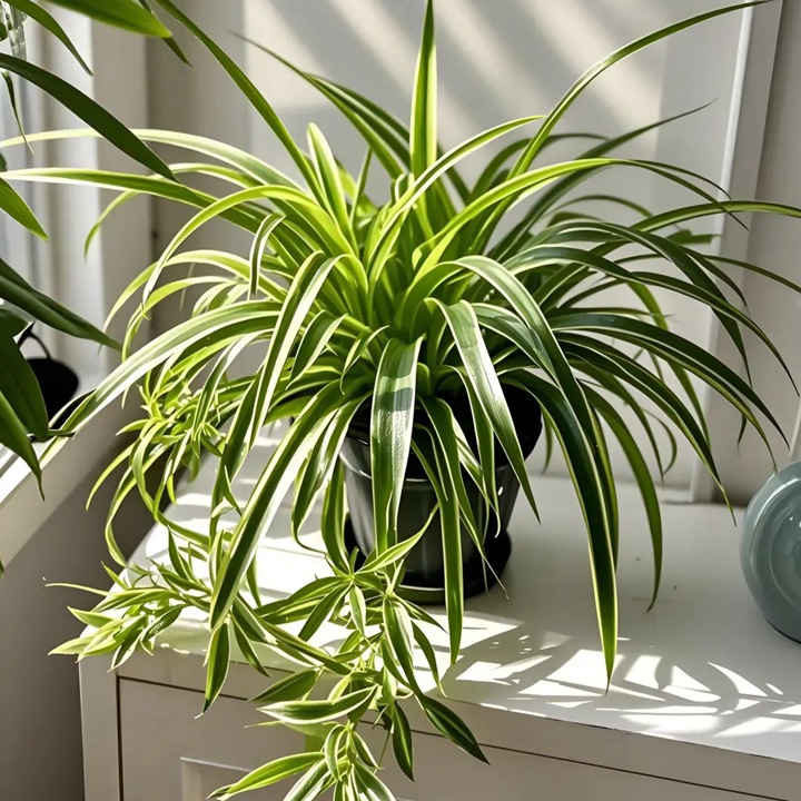 10种公认阳台最好养的花