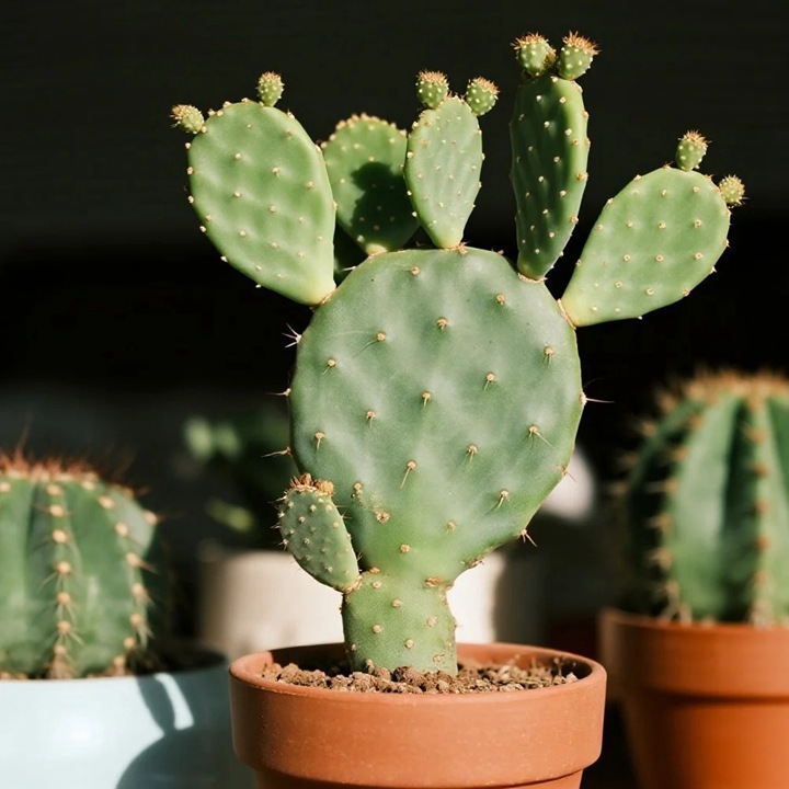 10种公认阳台最好养的花