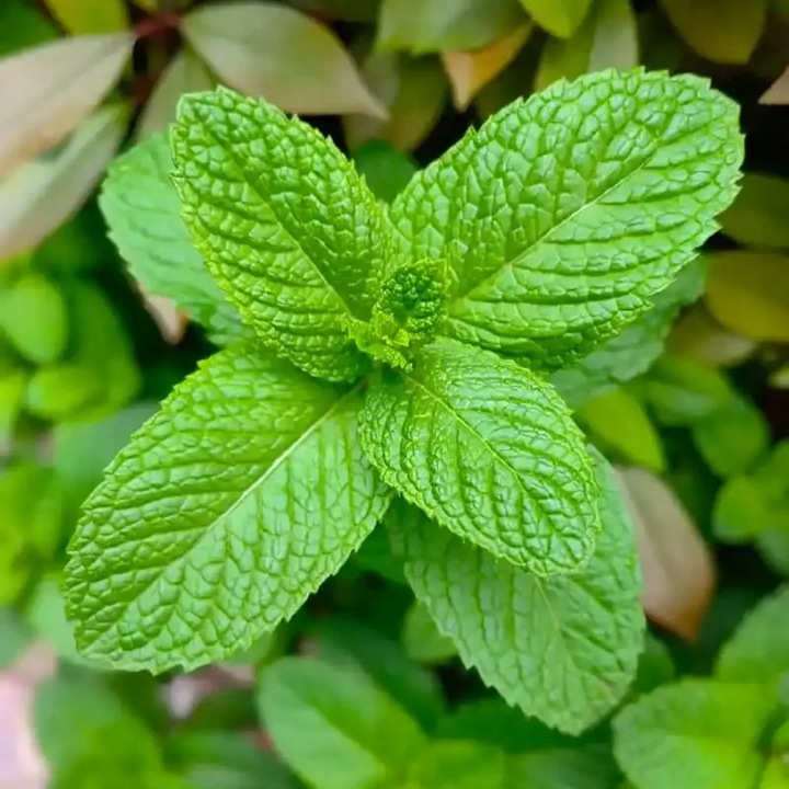 10种公认阳台最好养的花