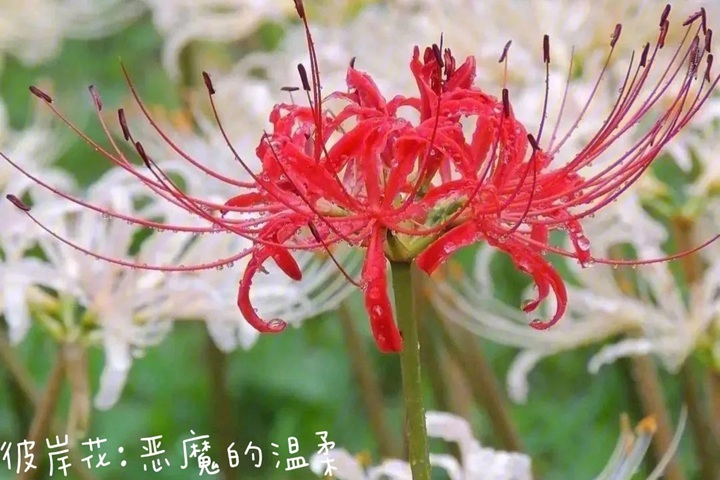 花语比较虐心的花的十种花