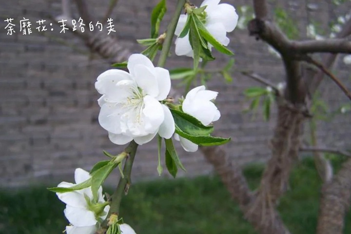 花语比较虐心的花的十种花