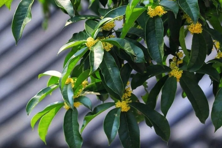 花语比较虐心的花的十种花
