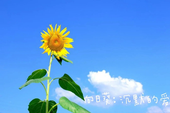 花语比较虐心的花的十种花