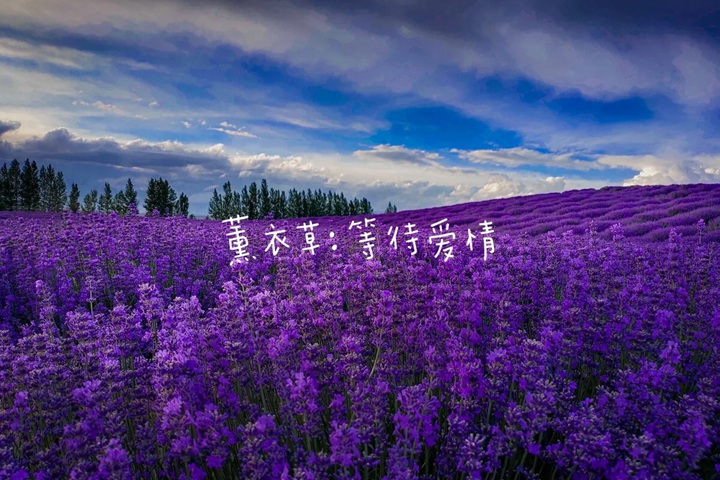 花语比较虐心的花的十种花