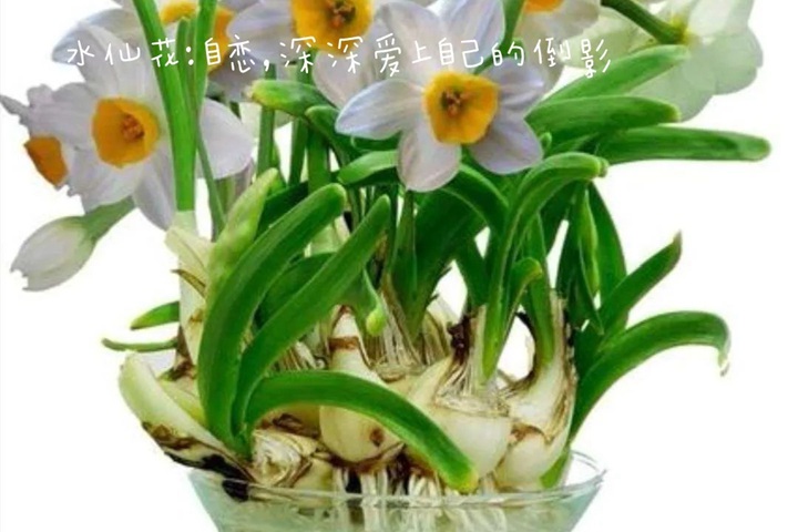 花语比较虐心的花的十种花