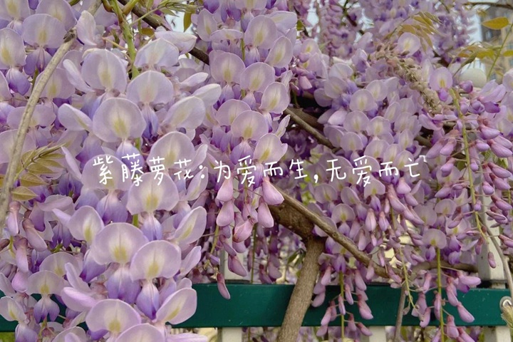 花语比较虐心的花的十种花