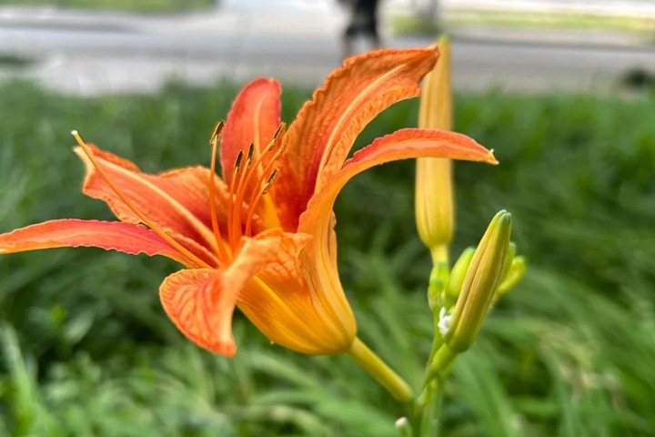 忘忧草的花语是什么