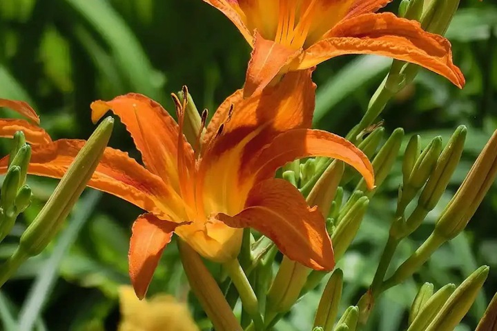 忘忧草的花语是什么