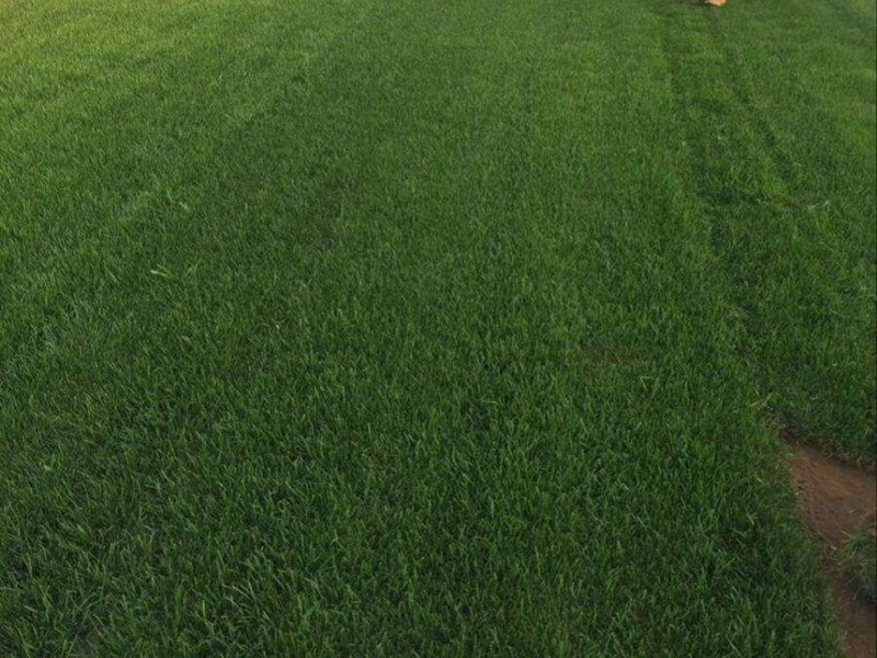 1766629719230264.jpg 护坡绿化用什么草种