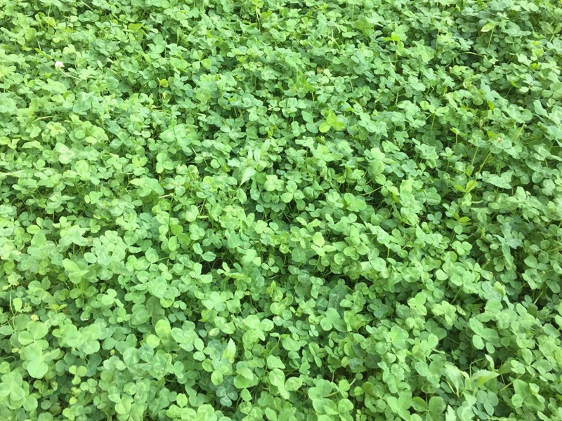 1766629743639121.jpg 护坡绿化用什么草种