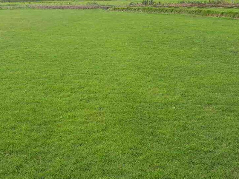 1766629758289448.jpg 护坡绿化用什么草种