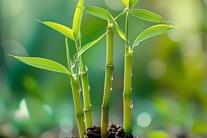 竹子的象征寓意