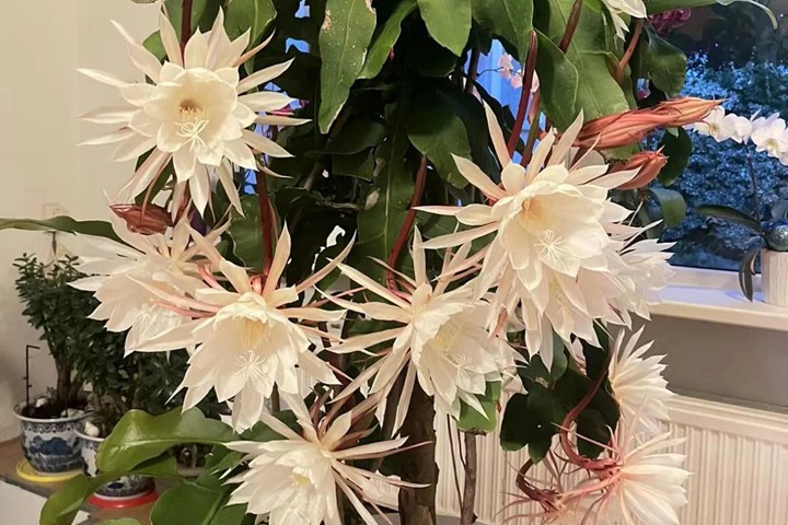 昙花开花时间大约有多久