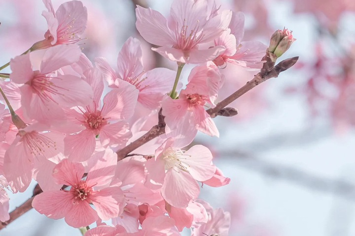 樱花是先开花后长叶吗？