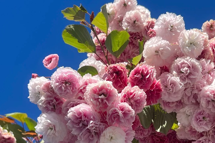 樱花是先开花后长叶吗？