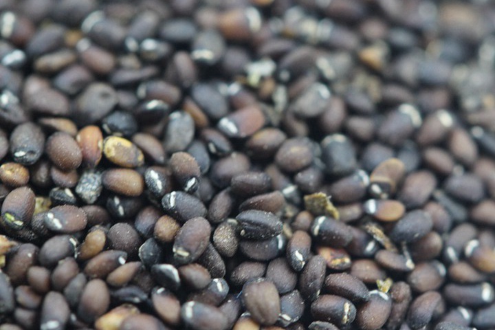 薄荷种子的种植时间和种植方法