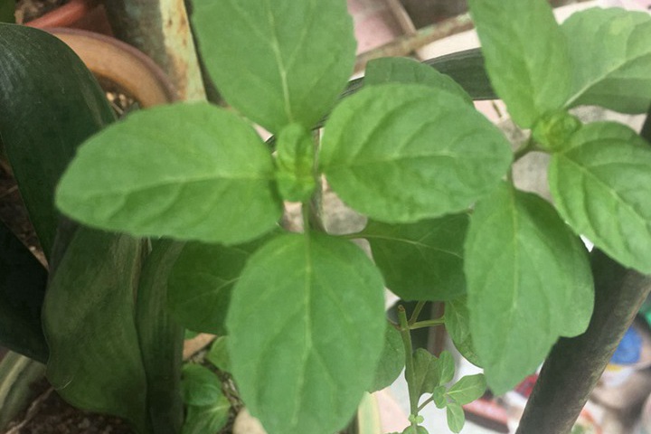 薄荷种子的种植时间和种植方法