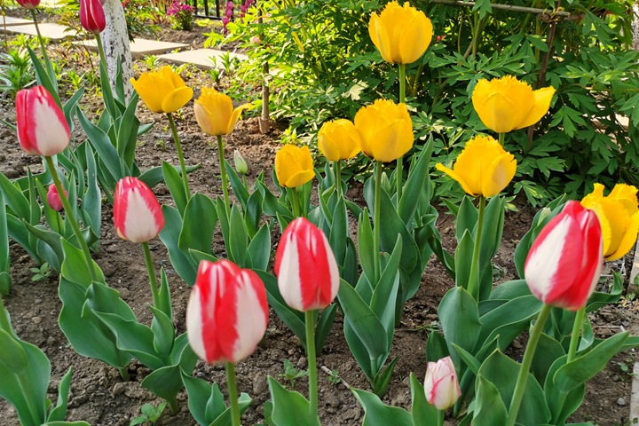 郁金香的种植时间和种植方法