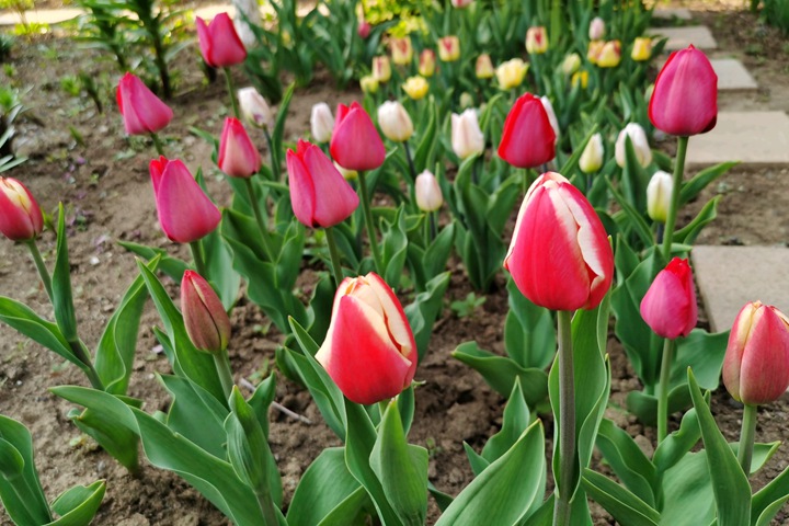 郁金香的种植时间和种植方法