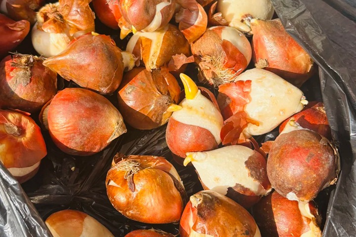 郁金香的种植时间和种植方法