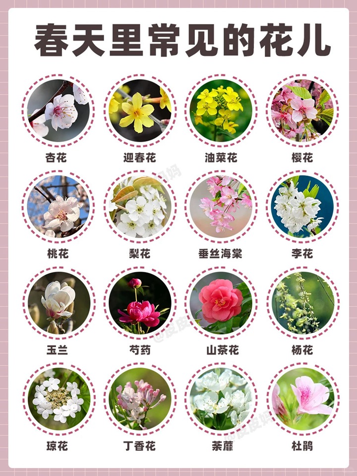 春天开的花有哪些