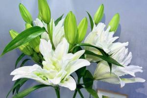 白百合花的花语和寓意