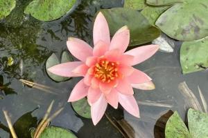 莲花几月份开放