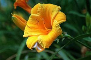 忘忧草代表什么意思