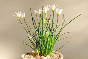 葱兰和韭兰的区别