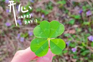 四叶草的花语和寓意