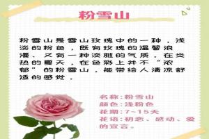 粉色玫瑰花的花语和寓意