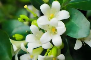 九里香什么时候开花